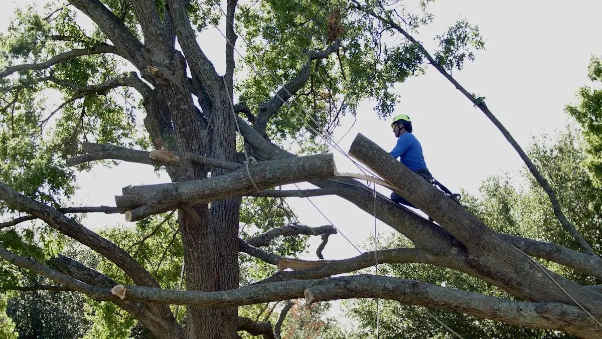 Professional Hazardous Tree Removal performed by certified arborists in Latexo